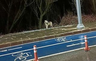 Kelkit’te ilçe merkezine inen kurt kameralara takıldı