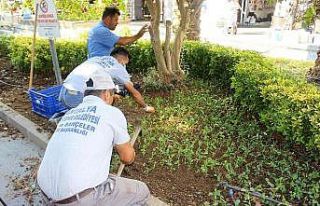 Kemer’de 30 bin çiçek dikildi