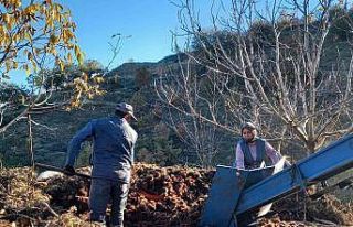 Kestane fiyatları altınla yarışınca üretici...