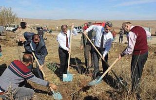 Kilis Adalet Orman’ına 500 zeytin fidanı dikildi