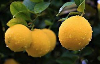Kilosu 40 kuruşa düşen limon dalında sarardı
