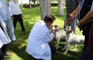 Kimliklendirme yapmayan tehlikeli ırk köpek sahiplerine...