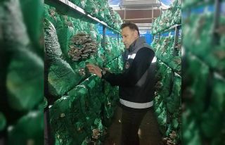 Kırklareli’nde istiridye mantarı üretimi artıyor
