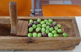 Kırma zeytinin inceliklerini öğrendiler