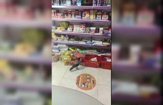 Kırtasiyeye giren karganın pinpon topu ile imtihanı