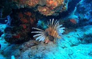 Kızıldeniz’den gelip Akdeniz’i istila eden balık...