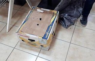 Konya’da canlı mühre ile yasak avlanmaya 28 bin...