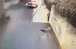 Köpeğe çarpıp ölüme terk ettiği anlar saniye...