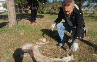 Köpeğin derisini yüzüp yol kenarına attılar
