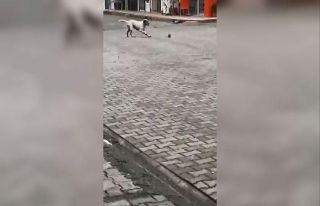 Köpeğin fare ile oyunu izleyenleri güldürdü
