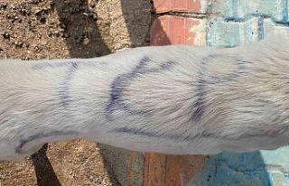 Köpeğin sırtına yazdıkları şaşkına çevirdi