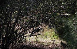 Koronaya yakalanan genç evden kovulunca intihar etti