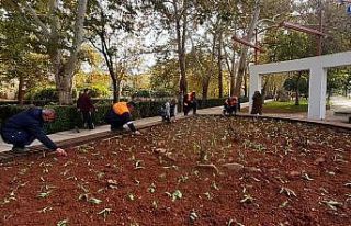 Kozan’da parklar 225 bin çiçek ile kışa hazırlanıyor