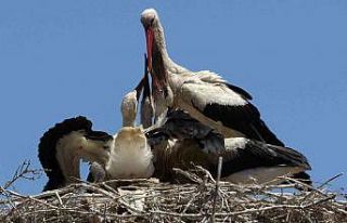Küçük Venedik’te leylek yuvasına kentsel dönüşüm