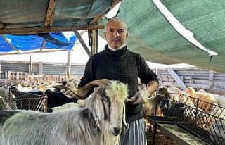 Küçükbaş hayvan fiyatları düşüşte