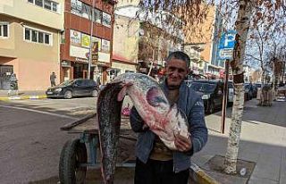 Kura nehrinde boyu kadar yayın balığı tuttu