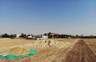 Kuraklık çiftçilerin kuru tarımda hasatlarını...