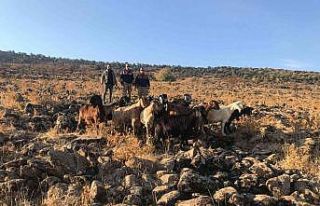 Kurt saldırısında kaybolan hayvanlar bulundu