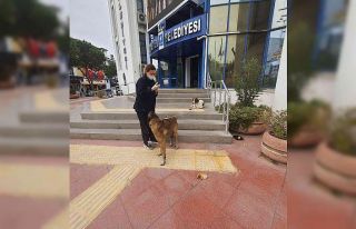 Kuşadası Belediyesi’nden hasta sokak köpeğine...