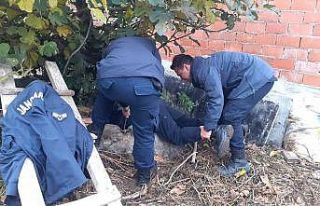 Kuyuya düşen köpeği jandarma kurtardı