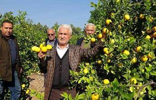 ’Limon kooperatif marketlerinde satılsın’ çağrısı