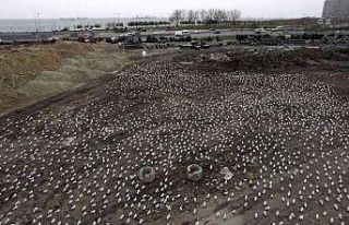 Lodos martıları da vurdu