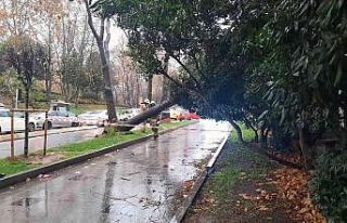 Maçka Parkı girişinde ağaç devrildi: Trafik durma...