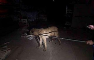 Mahalle bekçilerinin bulduğu yaralı köpek tedaviye...