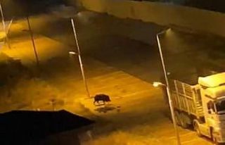 Malatya’da aç kalan domuzlar kent merkezine indi