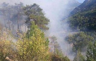 Manavgat’da yanan orman arazilerine fidan dikilirken,...