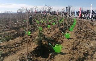 Manavgat’ta yanan orman arazileri fidanla buluştu