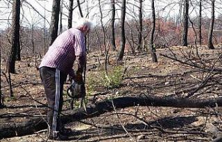 Manavgat’ta yanan ormanlık alanlar fidan dikimine...