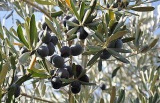 Manisa sofralık zeytin üretiminde birinci sırada