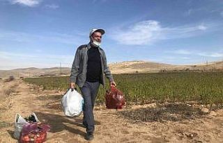 Marketlerdeki fiyata kızdı, 20 dönümlük sebze...
