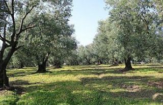 Marmarabirlik’ten 106 milyon TL’lik ödeme