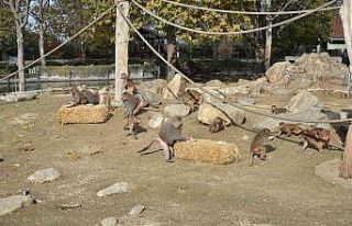 Maymunlara pastalı yaş günü kutlaması