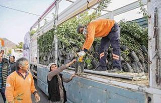 Mersin Büyükşehir Belediyesinden üreticiye badem...