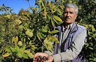 Mersin’de örnek kestane bahçesi