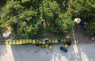 Mersin’den 60 ülkeye limon ihracatı