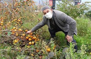 Meyve çok verince dallar ağırlığa dayanamadı