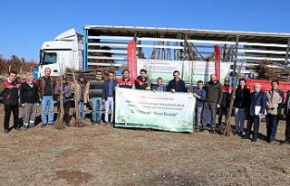 Mihalıççık’ta 7 bin 260 bodur kiraz fidanı...