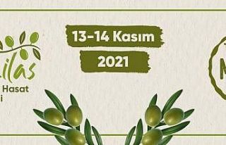 Milas Zeytin Hasat Şenliği yarın başlıyor