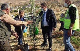 Milli Ağaçlandırma Gününde Gercüş’te fidanlar...
