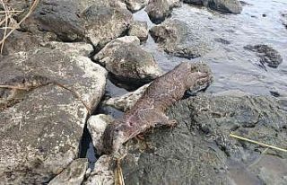Muğla’da tüfekle öldürülmüş su samuru bulundu