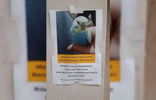 Muhabbet kuşunu bulana ödül