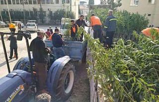 Mut’ta üreticiye bin 640 badem fidanı dağıtıldı