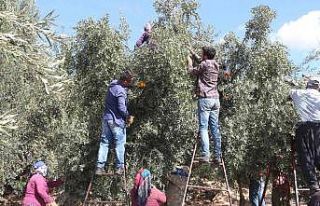 Mut’ta zeytin rekoltesi 160 bin ton