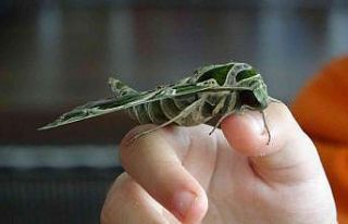 Nadir rastlanan ’zakkum kelebeği’ Sinop’ta...