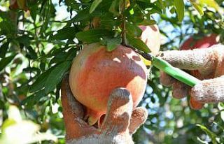 Nar üretiminde verim çiftçiyi sevindirdi