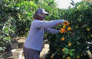 Narenciyede rekolte yüksek, ekonomik karşılığı...